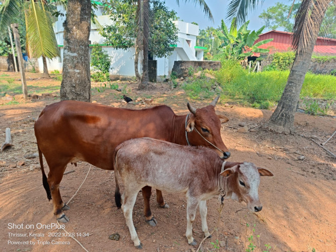 Vechur cow and calf