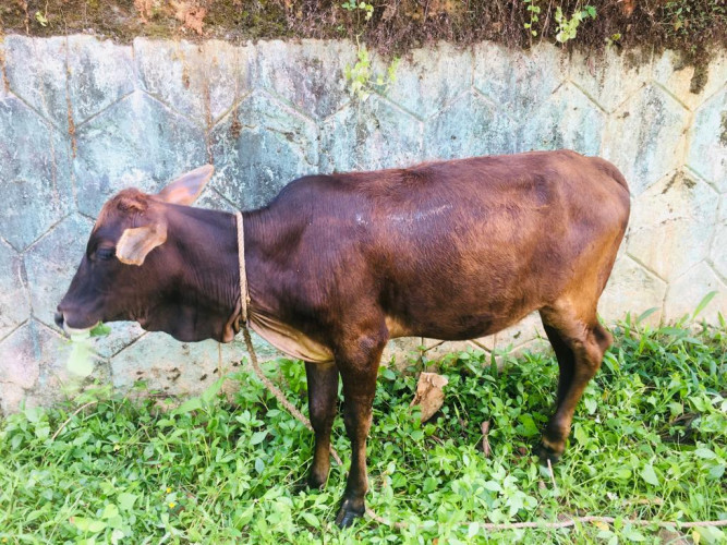 Vechoor pashu