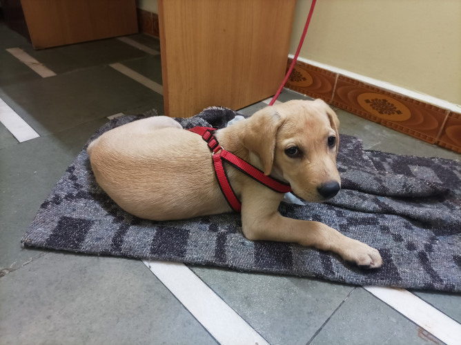 Lebra male for sale