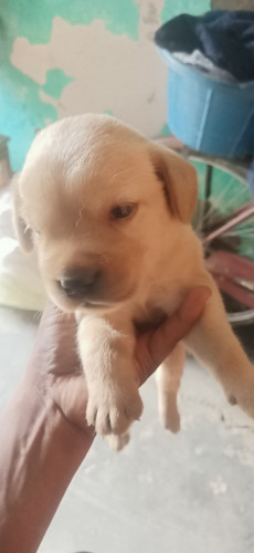 Puppy dog lebra