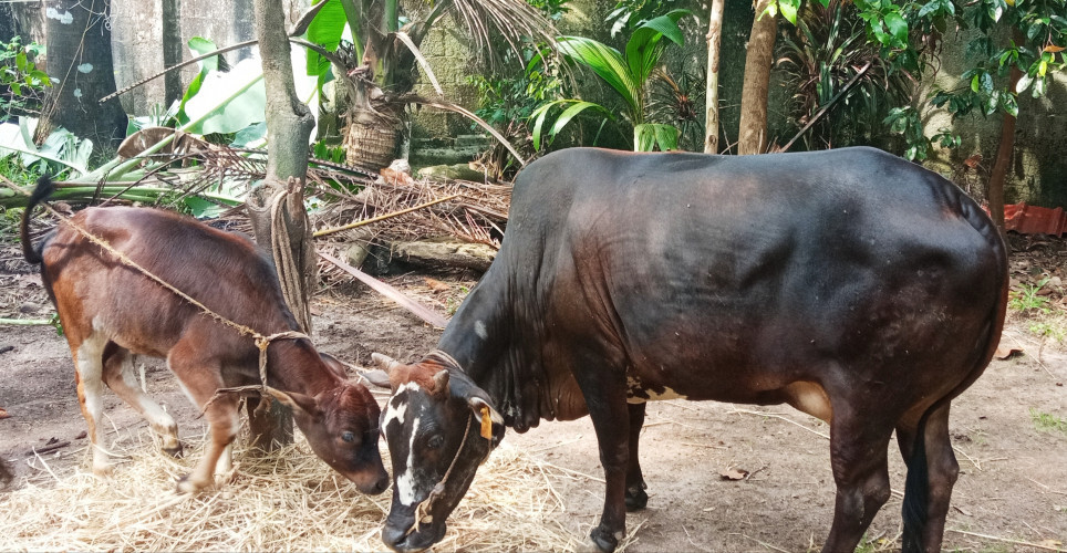Vechur cow