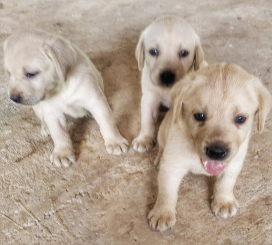 Labrador