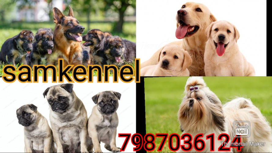 pom puppies for sale in indore 7987036124