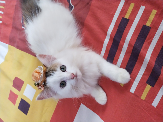 Persian cat