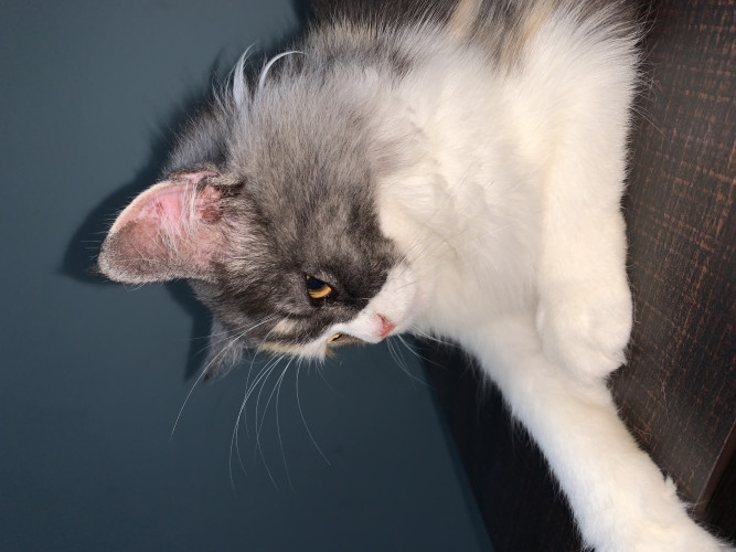 Cat for sale