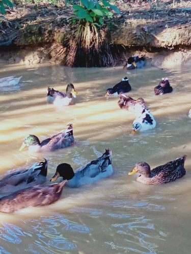 Duck for sale