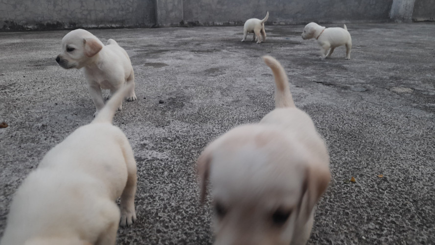 Labrador retriver