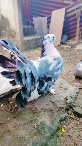 Pigeon