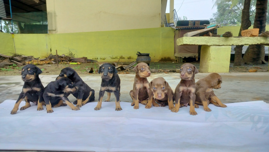 DOBERMAN