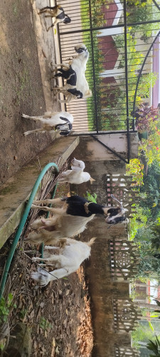 Goats for sale