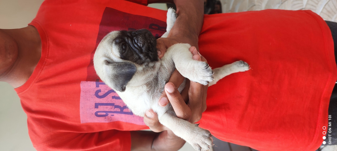 Pug