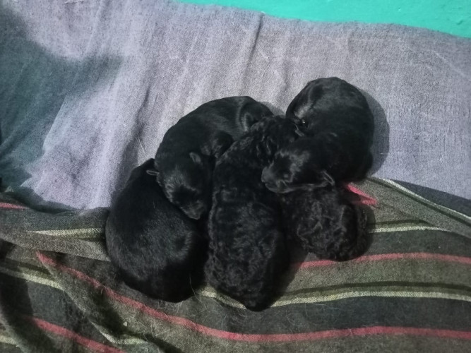 Double cote german shepherd puppy available for sale