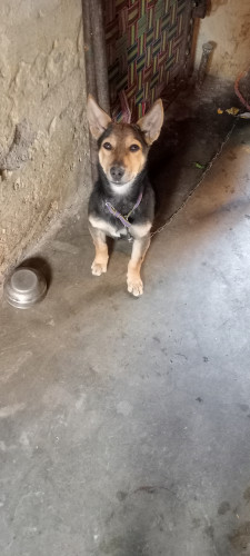 German shepherd
