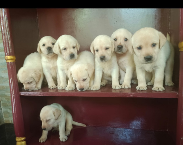 Labrador retriver