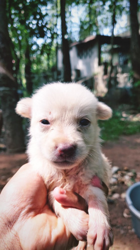 Indian spitz