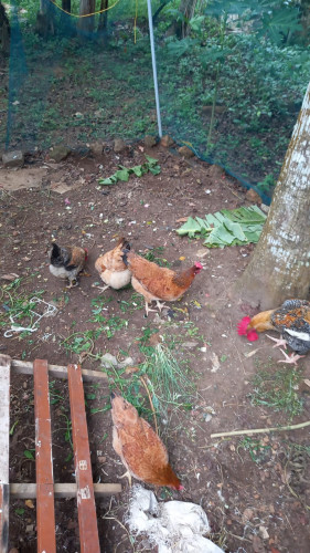 Hens for sale
