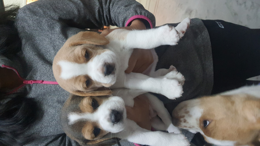 Beagle