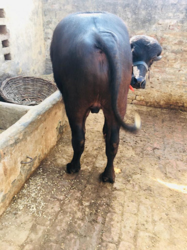 Bull