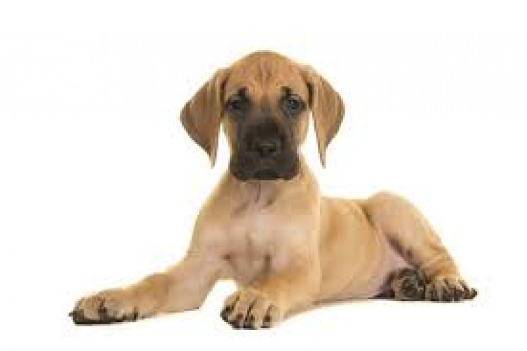 Great Dane for Sale