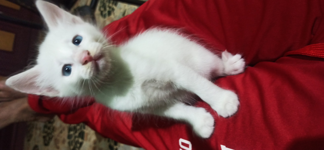 Thurkish cat
