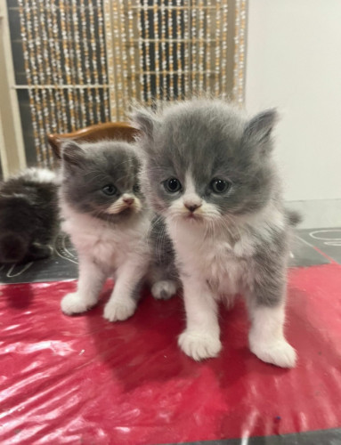 Persian cat