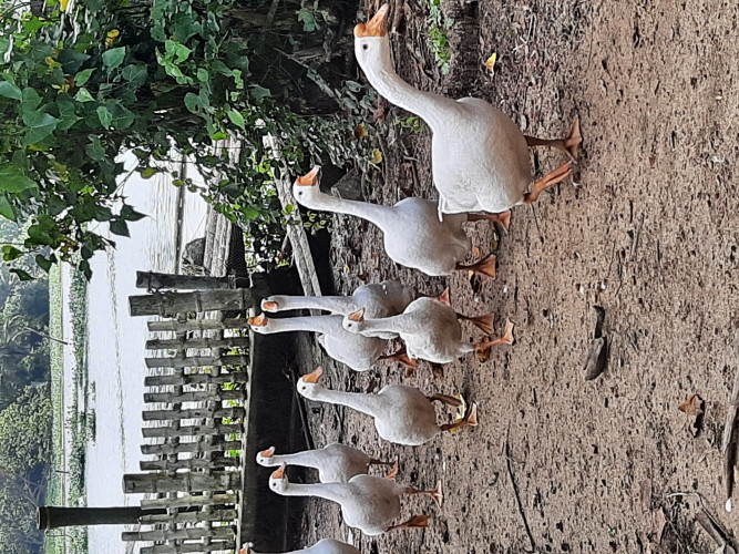 Patha, Goose