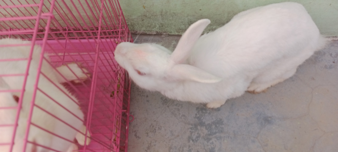 Rabbit