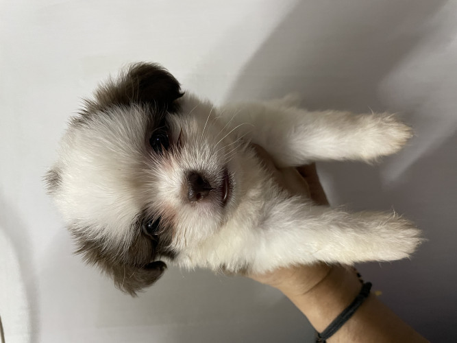 LHASA APSO PUPPIES FOR SALE..!!! 🐶 🐶
