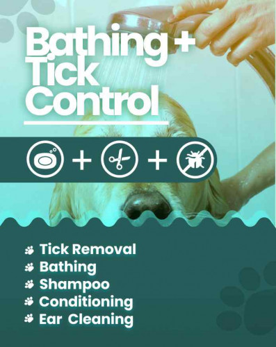 Pet grooming services at home Delhi