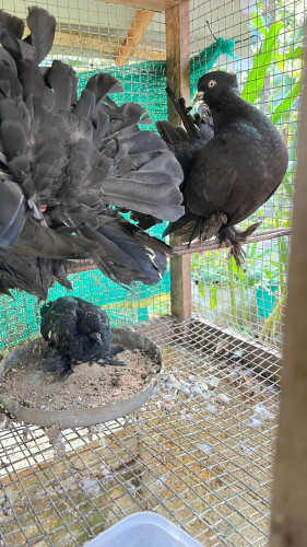 Dove for sale(ഫാൻസി പ്രാവ്)