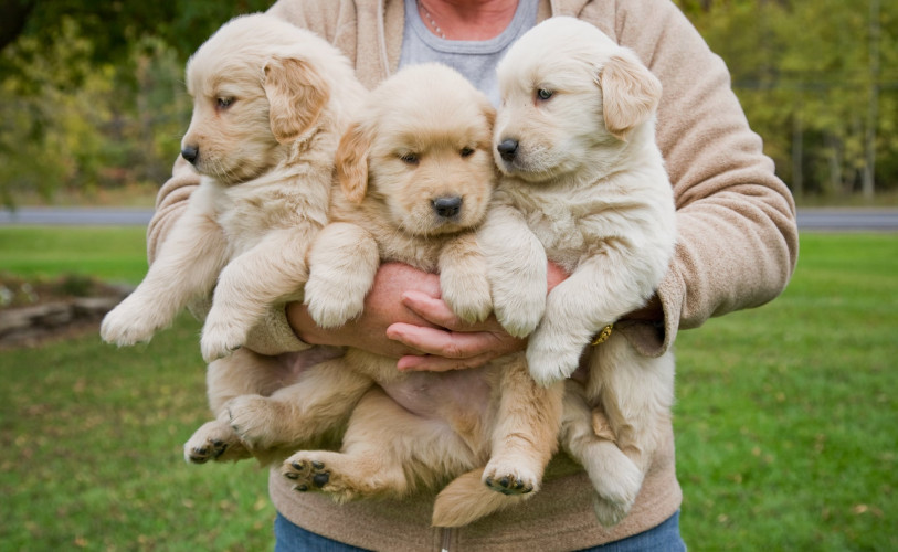 Golden retriever puppies 