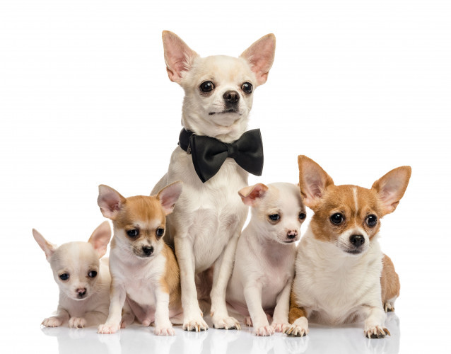 Chihuahua puppies 