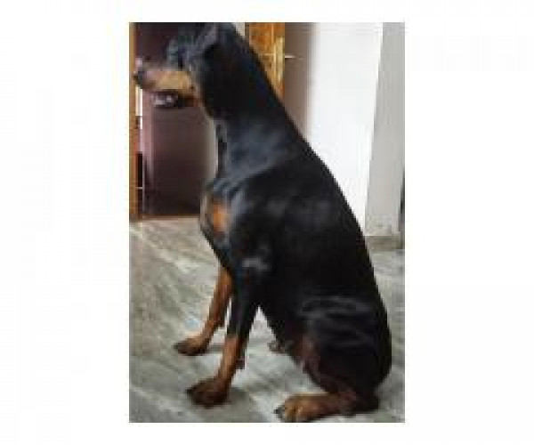 Doberman puppies