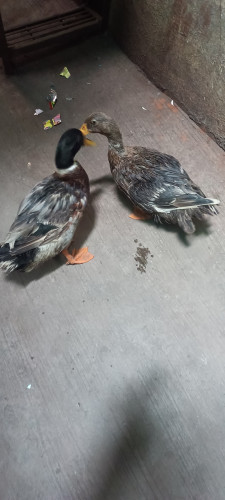 Duck