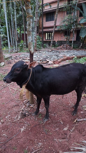 Vechur cow