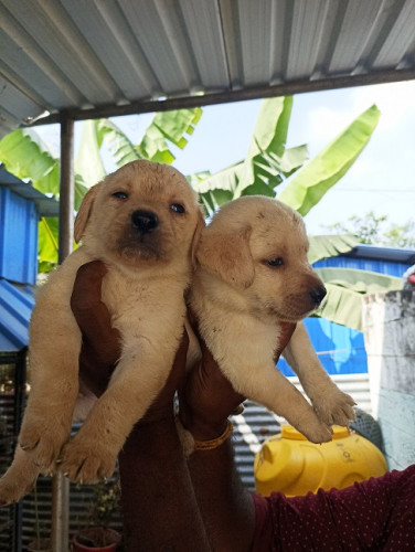 Lab puppy