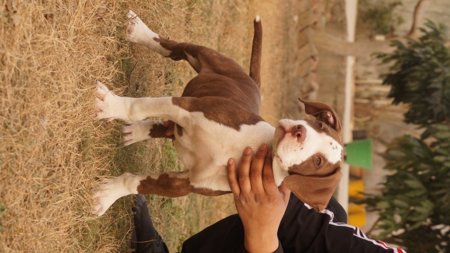 XXL AMERICAN BULLY
