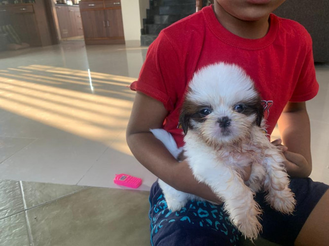 Schitzu puppies