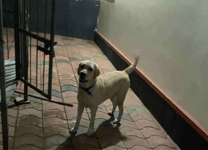 Labrador retriever