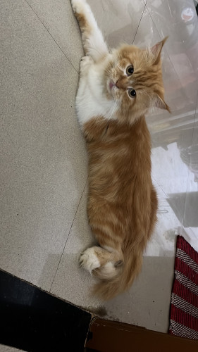 Persian cats