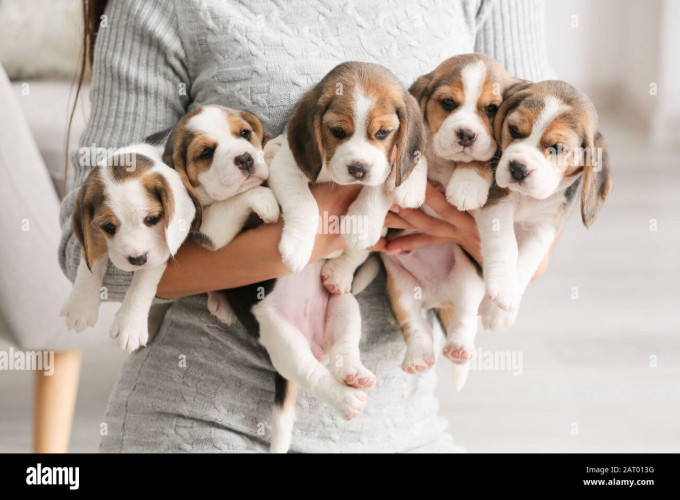 Beagle 9047773374