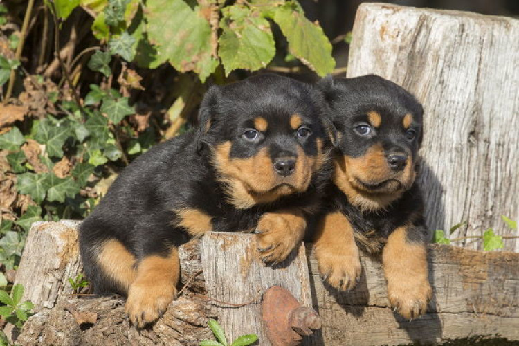 Rottweiller 9047773374