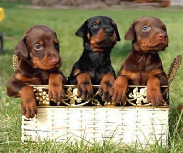 Doberman 9047773374