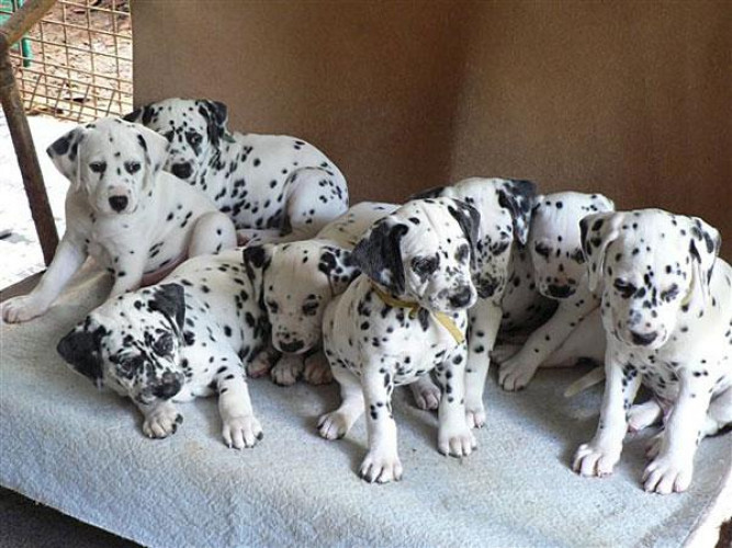 Dalmination puppies for sale 9047773374