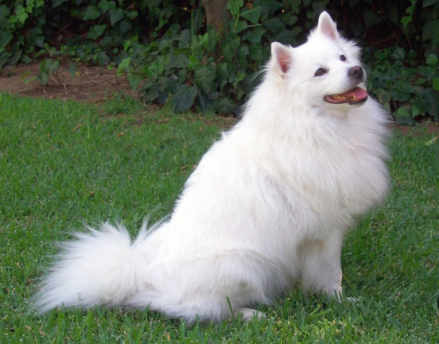Dog