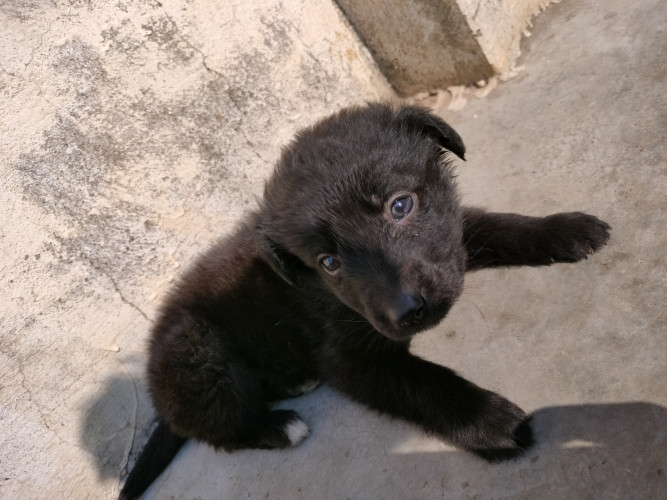 Labrador