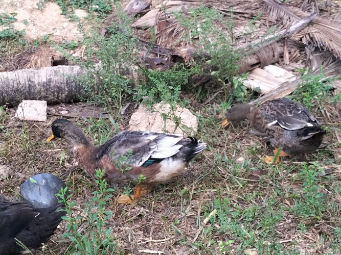 Ducks for sale