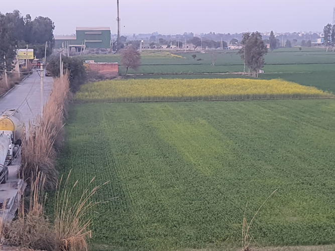 Agriculture/ Industrail Land in free zone
