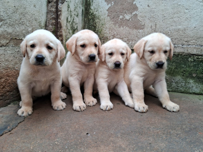 Lab