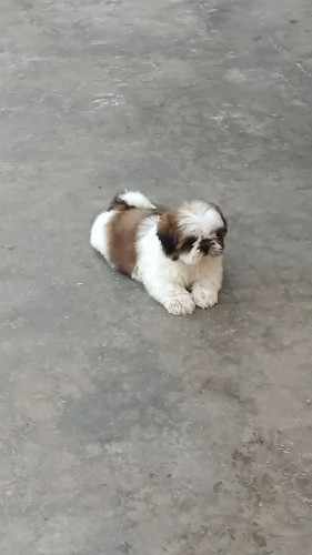 Shitzu